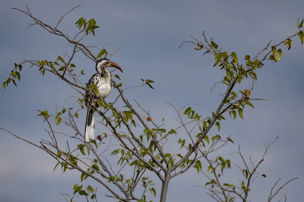 Ein Vogel Etoscha Park — Stockfoto