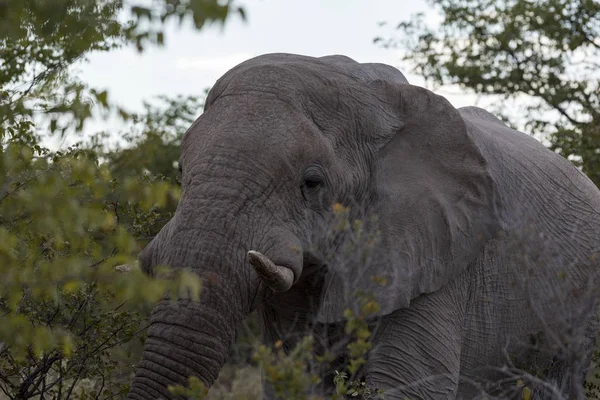Éléphant Namibie — Photo
