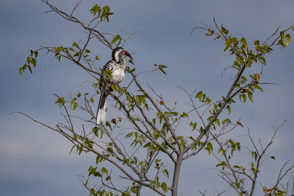 Ptak Etosha Park — Zdjęcie stockowe