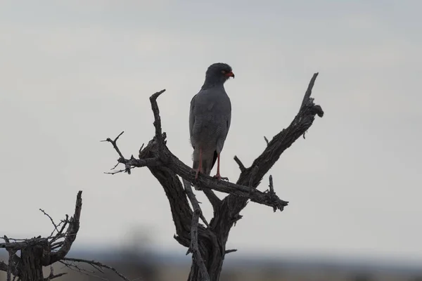 Ein Vogel Etoscha Park — Stockfoto