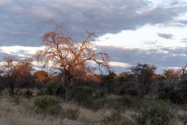 Landskapet Namibia — Stockfoto