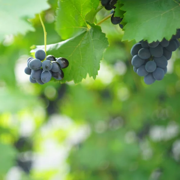 Grapes in the garden — Stock Photo, Image