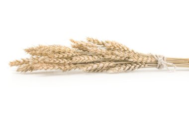 Beyaz arka plan üzerinde buğday