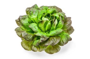 Fresh lettuce on a white background