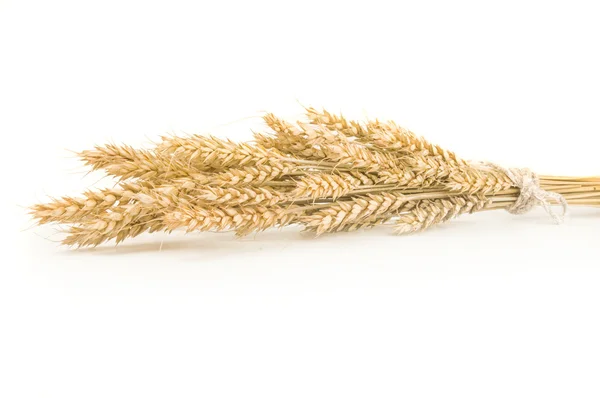 Espiguillas de trigo apiladas en gavilla sobre un fondo blanco —  Fotos de Stock