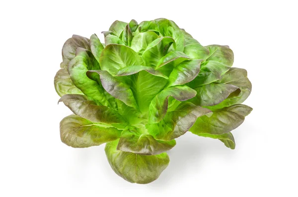 Свіжий салат крупним планом ізольований на білому — стокове фото