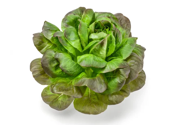 beyaz izole marul salatası