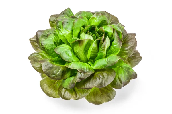 Fresh lettuce on a white background — Stock Photo, Image