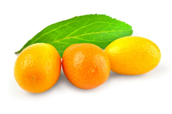 ホワイト バック グラウンド素材に柑橘系の金柑 — ストック写真