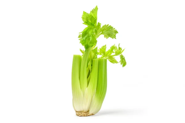 Celery isolated on white background — Stock Photo, Image