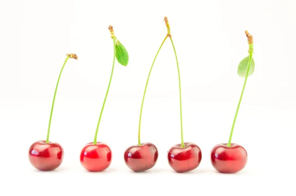 Cereza roja con hojas aisladas en blanco — Foto de Stock