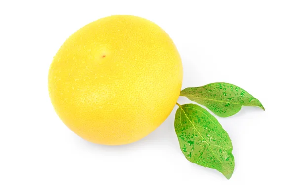 Citrus switty com folhas verdes sobre fundo branco — Fotografia de Stock