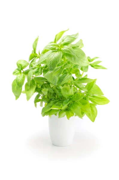 Green fresh basil isolated in white — Stock Photo, Image