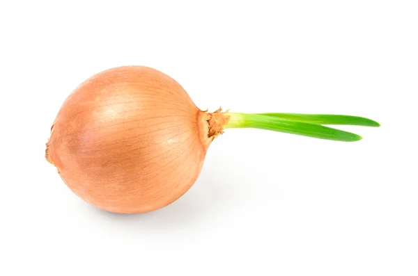 Bombilla de cebolla de oro sobre fondo blanco recorte —  Fotos de Stock