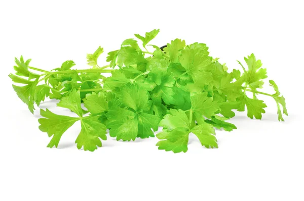 Cilantro hierba aislada sobre fondo blanco — Foto de Stock