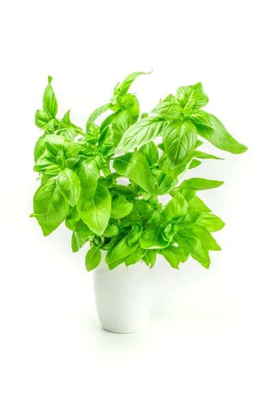 Fresh basil in a white pot isolated on  background — Stock Photo, Image