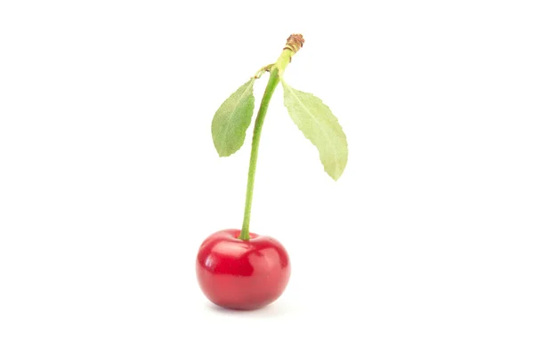 En cherry med gröna blad på vit bakgrund — Stockfoto