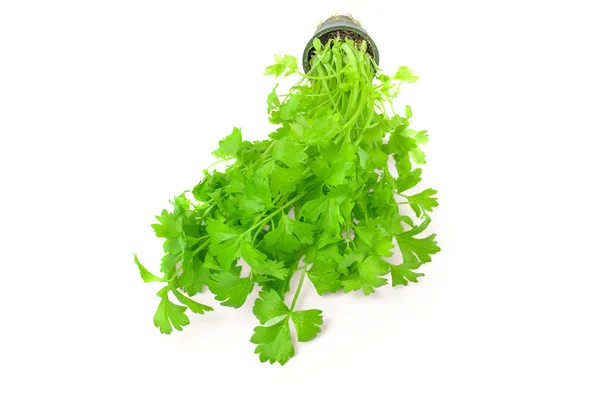 Cilantro thai erba isolata su sfondo bianco — Foto Stock