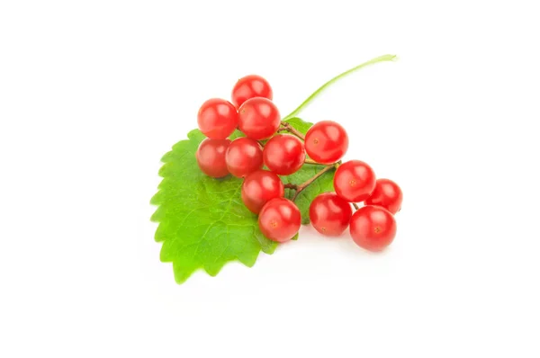 Ripe red viburnum isolated on a white background with clipping path — Stock Photo, Image