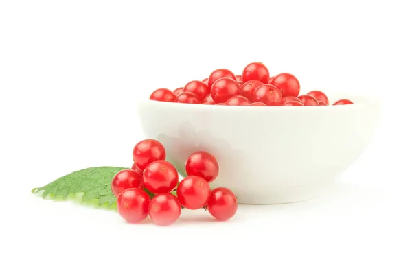 Viburnum-Beeren isoliert auf weißem Hintergrund — Stockfoto