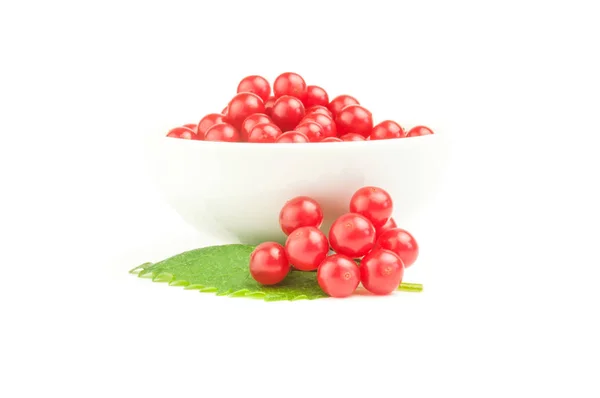 Äste von Viburnum isoliert auf weißem Hintergrund — Stockfoto