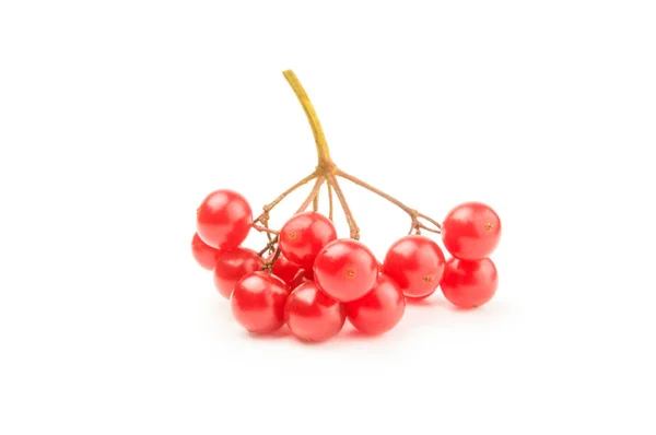 Bunch of red berries- guelder rose isolated on a white background cutout — Stock Photo, Image