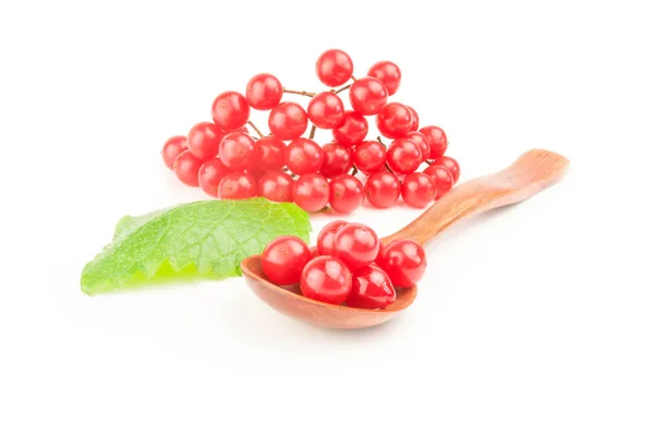 Rote Beeren von Viburnum vor weißem Hintergrund — Stockfoto