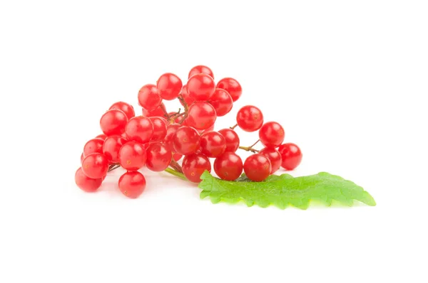 Rote Drosselbeeren isoliert auf weißem Hintergrund mit Schnittpfad — Stockfoto