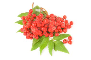 Üvez meyveleri izole bir beyaz arka plan kesme