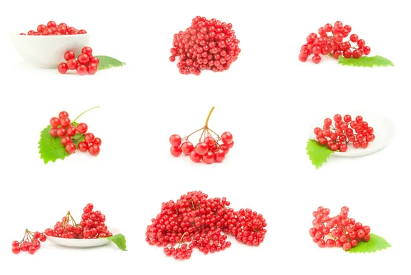 Collage aus Pfeilholzbeeren isoliert auf weißem Hintergrund — Stockfoto