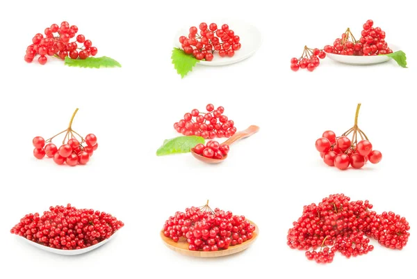 Viburnum Beeren Isoliert Auf Weiß — Stockfoto