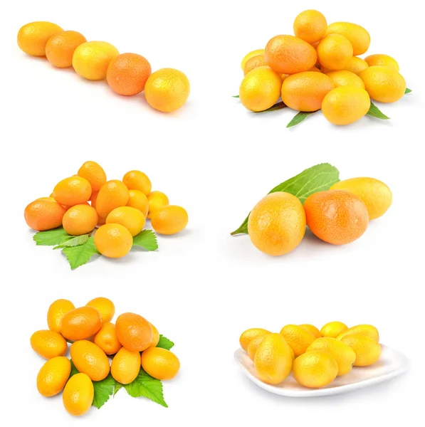 Set cumquats geïsoleerd op een witte uitsnede — Stockfoto