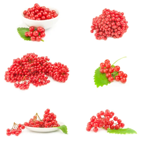 Collage von Zweigen roter Viburnum-Beeren isoliert auf weißem Hintergrund — Stockfoto