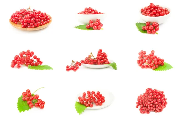 Set of branch of red viburnum berries — Stock Photo, Image