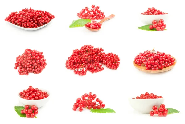 Набор красных ягод вибурнума выделен на белом фоне — стоковое фото