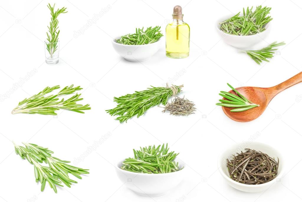 Collage of rosemary over a white background