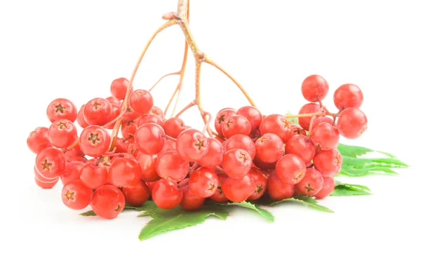 Raspberry with leaf isolated on a white background cutout — Stock Photo, Image