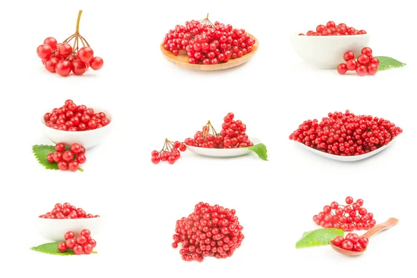 Набор ветвей красных ягод вибурнума выделен на белом фоне — стоковое фото