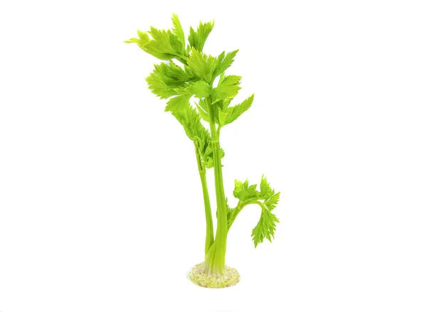 Celery leaf closeup on white background — Stock Photo, Image