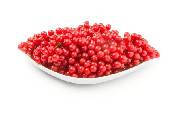 Viburnum berries over a white background — Stock Photo, Image