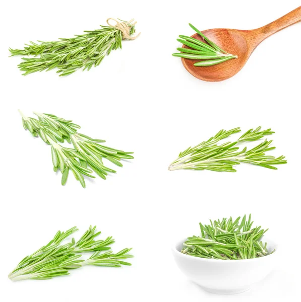 Collection of rosemary isolated on a white background cutout — Stock Photo, Image
