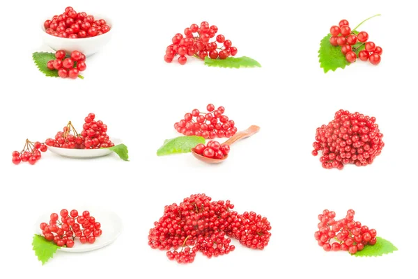 Сбор ягод вибурнума, выделенных на белом фоне — стоковое фото