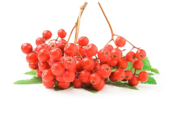 Mountain ash isolated on a white background cutout — Stock Photo, Image