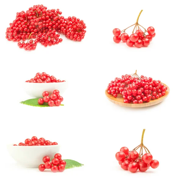 Collage de viburno rojo maduro —  Fotos de Stock