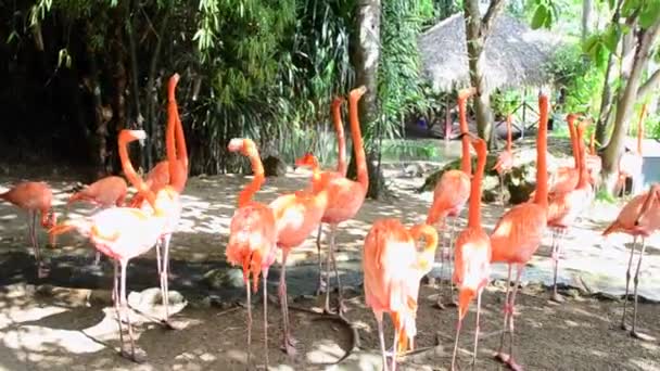 Karibischer rosa Flamingo. Phoenicopterus ruber. — Stockvideo