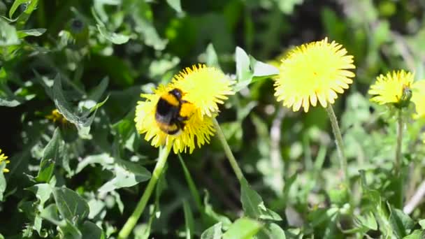 Дикая пчела-шмель на цветке одуванчика — стоковое видео