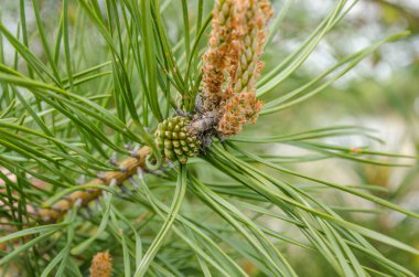 Yeşil iğne çam dal. Bir çam dal taze şiş. Doğal çam arka plan
