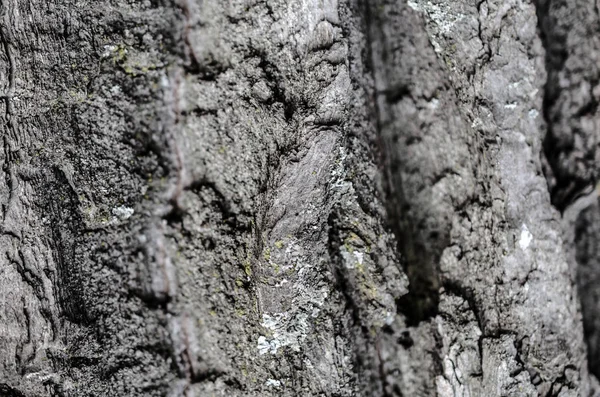 Detalhe da casca da árvore — Fotografia de Stock