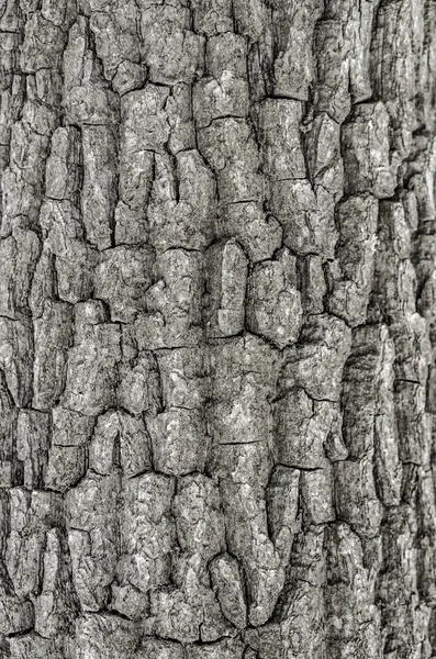 Albero corteccia texture sfondo — Foto Stock