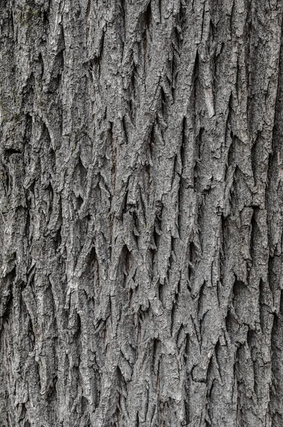 Textura de casca de árvore Textura para fundo . — Fotografia de Stock